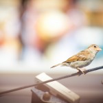 Mirada de un pajaro